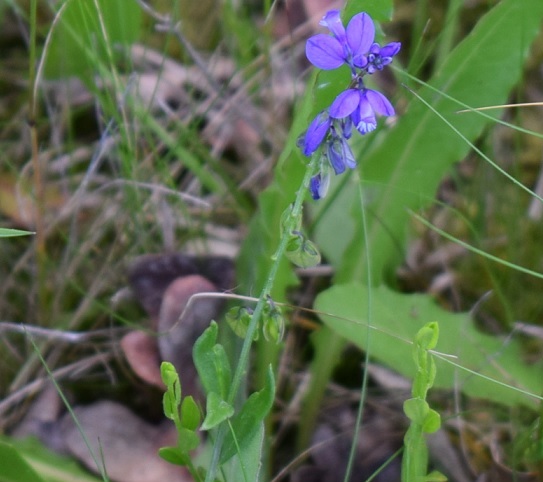 Polygala sp. da determinare